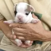 フレンチブルドッグ【山口県・女の子・2025年9月28日・ハニーパイド】の写真5