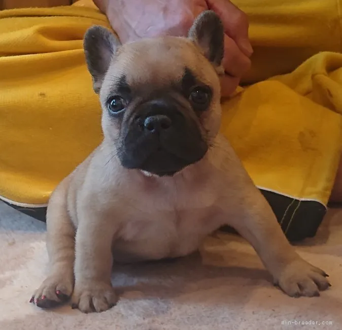 こてる 様のお迎えした子犬