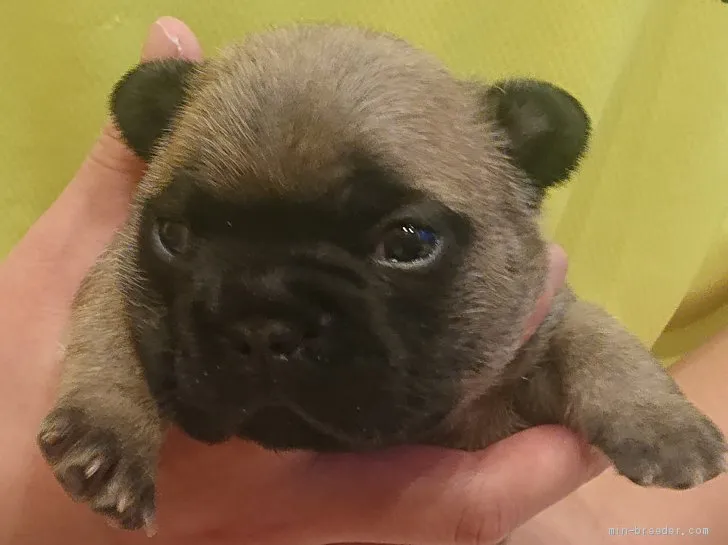 ID:2102-03317の子犬