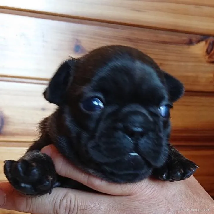 ID:2212-03045の子犬