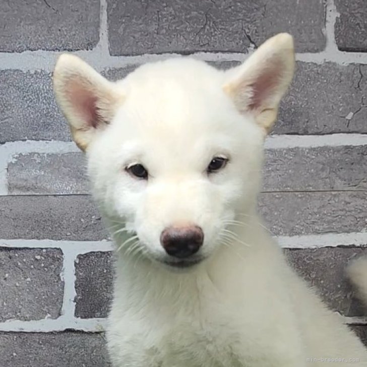 ブリーダー画像