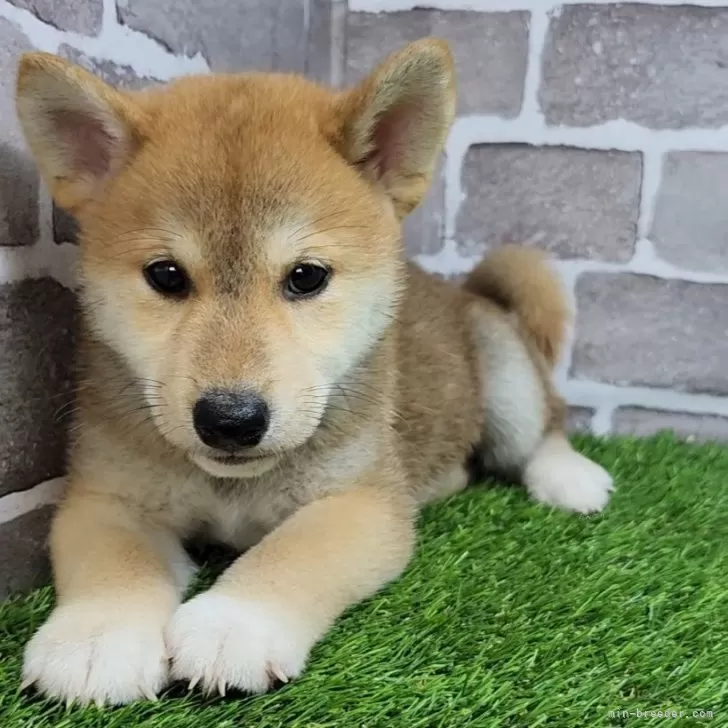ID:2504-07048の子犬
