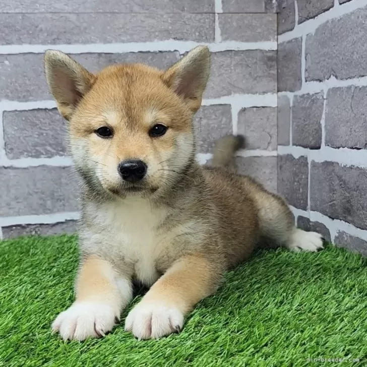 ID：2504-07050の子犬