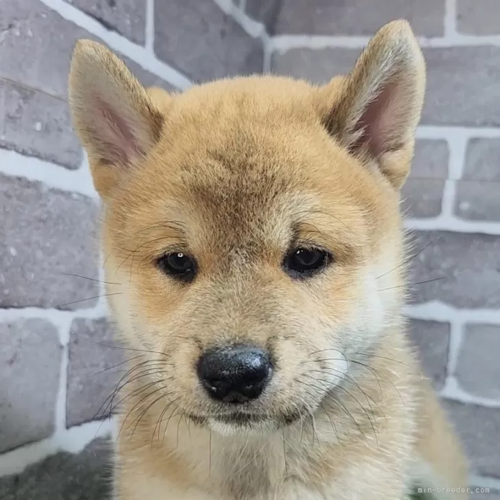 柴犬(標準サイズ)【茨城県・女の子・2025年8月13日・赤 茶色】の写真1