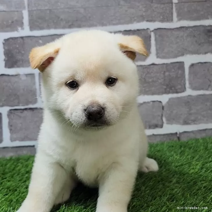 柴犬(標準サイズ)【茨城県・男の子・2025年5月17日・白 淡赤】の写真1