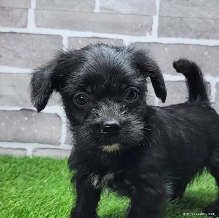 ID:2503-02809の子犬