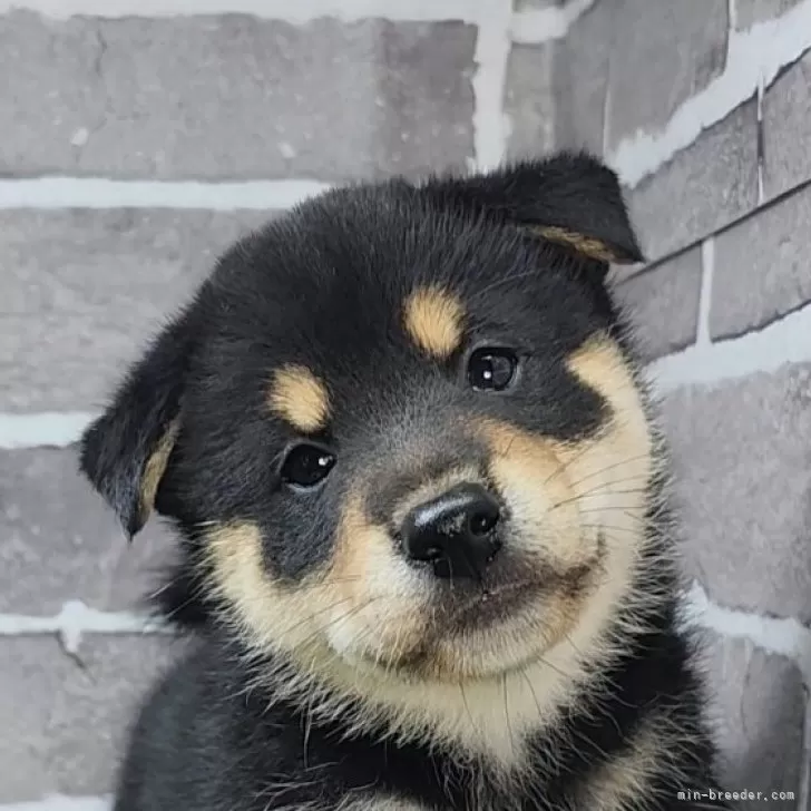 S.H 様のお迎えした子犬