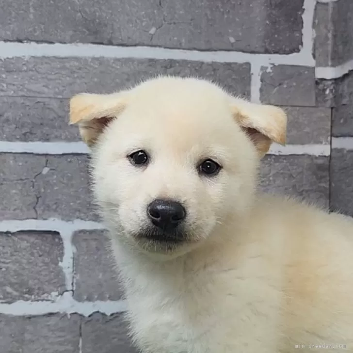 YT 様のお迎えした子犬