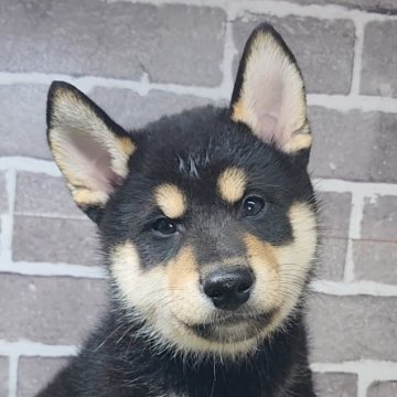 柴犬(標準サイズ)【茨城県・男の子・2025年7月21日・黒 ブラック】の写真「とても元気で可愛い男の子🐶」
