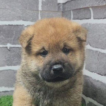 柴犬(標準サイズ)【茨城県・男の子・2025年10月3日・赤 茶色】の写真「おっとりマイペースでとても可愛い男の子です🐶」