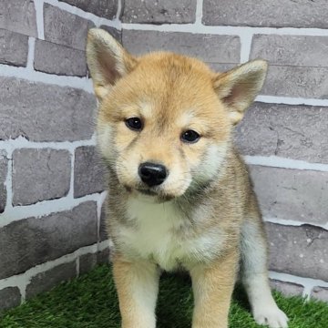 柴犬(標準サイズ)【茨城県・女の子・2025年3月20日・赤 茶色】の写真「小柄な美人さんです🐶」
