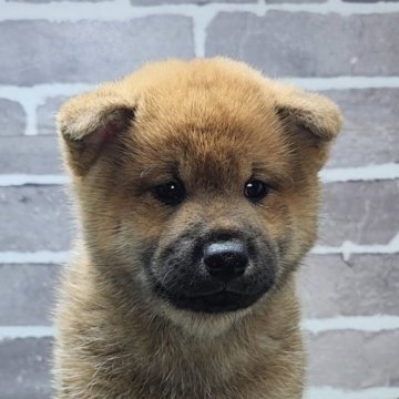 柴犬(標準サイズ)【茨城県・男の子・2025年10月3日・赤 茶色】の写真「おっとりマイペースでとても可愛い男の子です🐶」