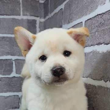 柴犬(標準サイズ)【茨城県・男の子・2025年5月17日・白 淡赤】の写真「むっちりのんびりな男の子🐶」
