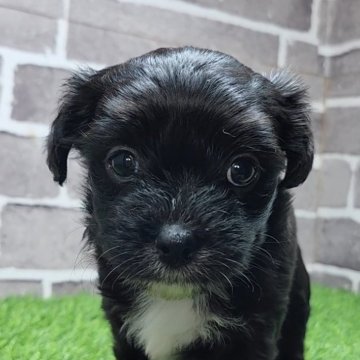 チワプー(チワワ×トイプードル)【茨城県・女の子・2025年10月10日・ブラック&ホワイト】の写真「可愛い４姉妹☺️」