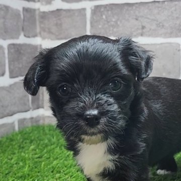 チワプー(チワワ×トイプードル)【茨城県・女の子・2025年10月10日・ブラック&ホワイト】の写真「可愛い４姉妹🐕️」