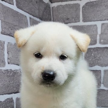 柴犬(標準サイズ)【茨城県・男の子・2025年5月19日・白 淡赤】の写真「人懐っこくておとなしめな男の子🐶」