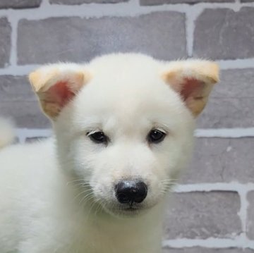 柴犬(標準サイズ)【茨城県・男の子・2025年5月19日・白 淡赤】の写真「人懐っこくておとなしめな男の子🐶」