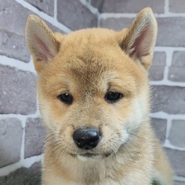 柴犬(標準サイズ)【茨城県・女の子・2025年8月13日・赤 茶色】の写真「元気な女の子です🐶」