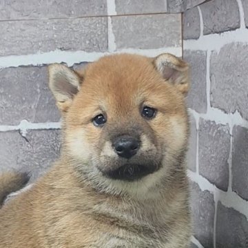 柴犬(標準サイズ)【茨城県・女の子・2025年10月3日・赤 茶色】の写真「とても元気な美人さんです🐶」
