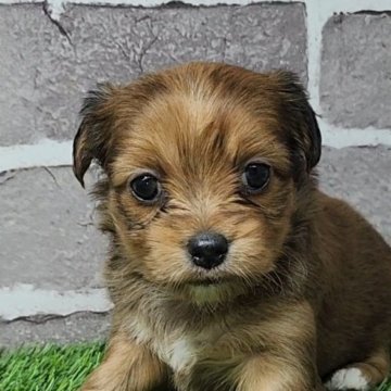 チワプー(チワワ×トイプードル)【茨城県・女の子・2025年10月10日・レッド】の写真「可愛い４姉妹🐕️」