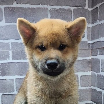 柴犬(標準サイズ)【茨城県・男の子・2025年10月3日・赤 茶色】の写真「元気で人懐っこくてとても可愛い男の子です☺️」