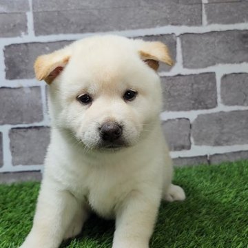 柴犬(標準サイズ)【茨城県・男の子・2025年5月17日・白 淡赤】の写真「むっちりのんびりな男の子🐶」