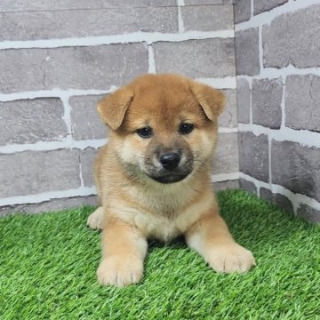 柴犬(標準サイズ)【茨城県・女の子・2025年3月17日・赤 茶色】の写真「お母さん豆柴🐶とても元気です🐶」