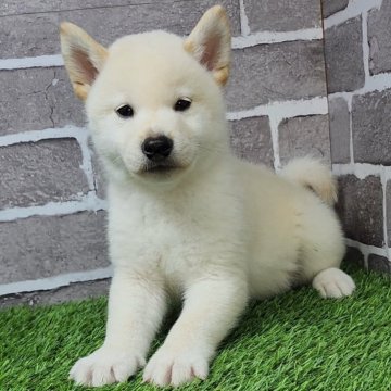 柴犬(標準サイズ)【茨城県・男の子・2025年3月20日・白 淡赤】の写真「お鼻も真っ黒なイケメン君🐶」