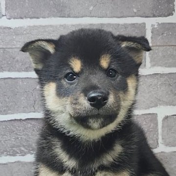 柴犬(標準サイズ)【茨城県・男の子・2025年8月18日・黒 ブラック】の写真「人懐っこい男の子🐶」