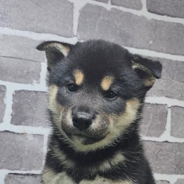 柴犬(標準サイズ)【茨城県・男の子・2025年8月18日・黒 ブラック】の写真「人懐っこい男の子🐶」