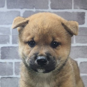 柴犬(標準サイズ)【茨城県・男の子・2025年8月18日・赤 茶色】の写真「とても元気で好奇心旺盛な男の子🐶」
