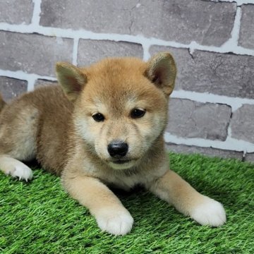 柴犬(標準サイズ)【茨城県・男の子・2025年3月20日・赤 茶色】の写真「とても元気な男の子です🐶」
