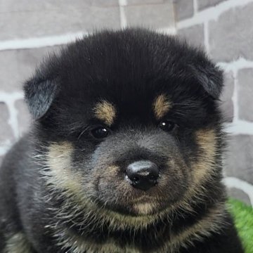 柴犬(標準サイズ)【茨城県・男の子・2025年7月21日・黒 ブラック】の写真「ムッチリコロコロしてる可愛い男の子🐶」