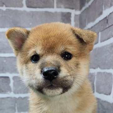 柴犬(標準サイズ)【茨城県・女の子・2025年5月17日・赤 茶色】の写真「とても人懐っこくて可愛い女の子です🐶」