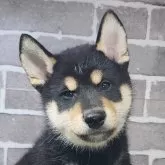 柴犬(標準サイズ)