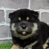 柴犬(標準サイズ)