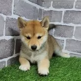 柴犬(標準サイズ)