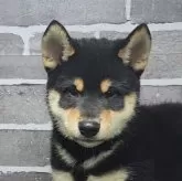 柴犬(標準サイズ)