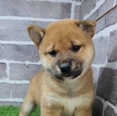 柴犬(標準サイズ)