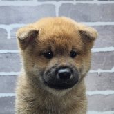 柴犬(標準サイズ)