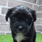 チワプー(チワワ×トイプードル)