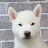柴犬(標準サイズ)