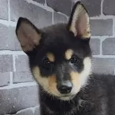 柴犬(標準サイズ)