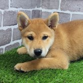 柴犬(標準サイズ)