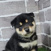 柴犬(標準サイズ)