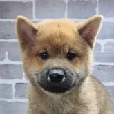 柴犬(標準サイズ)