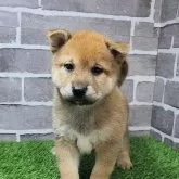 柴犬(標準サイズ)