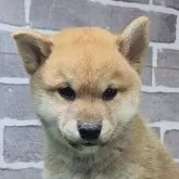柴犬(標準サイズ)
