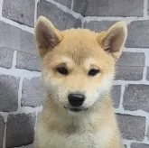 柴犬(標準サイズ)