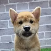 柴犬(標準サイズ)